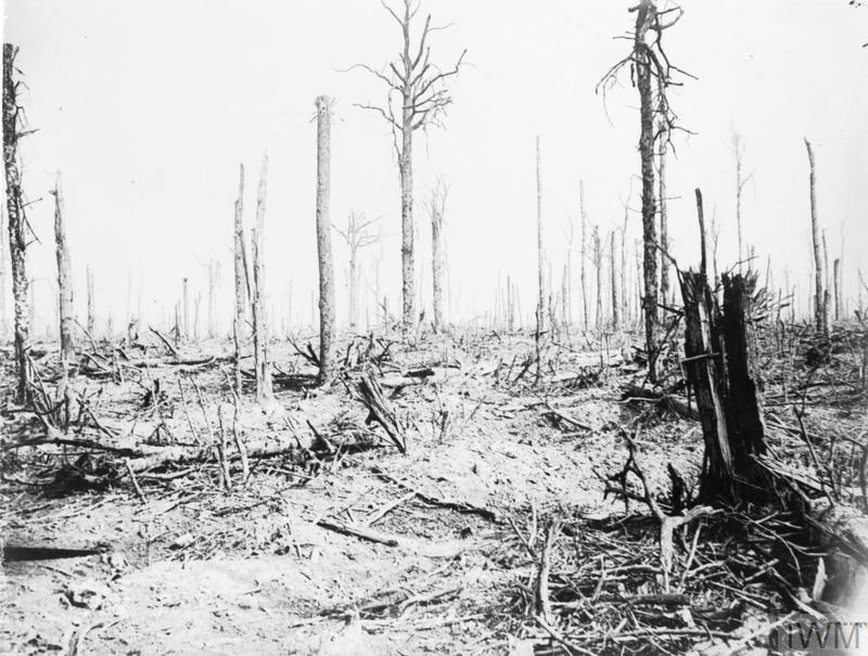 View from within Delville Wood, 20 September 1916. © IWM (Q 1156)