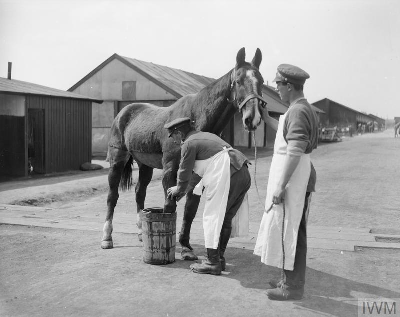 A wounded cavalry horse having a foot bath at WW1 Veterinary Hospital © IWM (Q 10300)